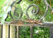 Rust jacking at St Mary Tory chapel Gates, Bradford on Avon. Prior to restoration