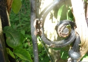 Rust jacking at St Mary Tory chapel Gates, Bradford on Avon. Prior to restoration
